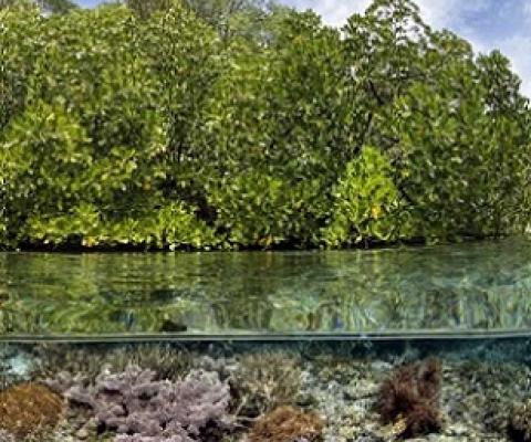 mangroves. credit - Alex Mustard