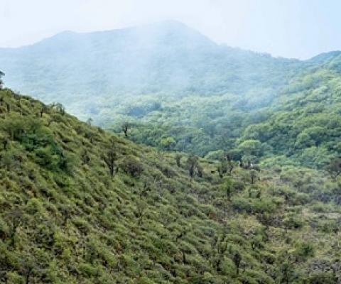 Evidence of the near-extinct Manumea has been spotted in Savaii during the two surveys of Savaii forests in July and August. (Photo: Alvaro Hoyos)