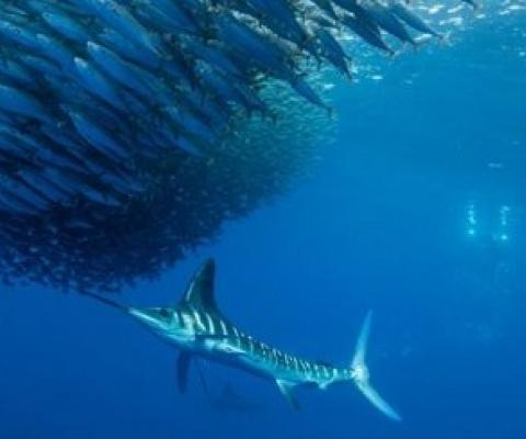 school of fish and a marlin. credit - IUCN