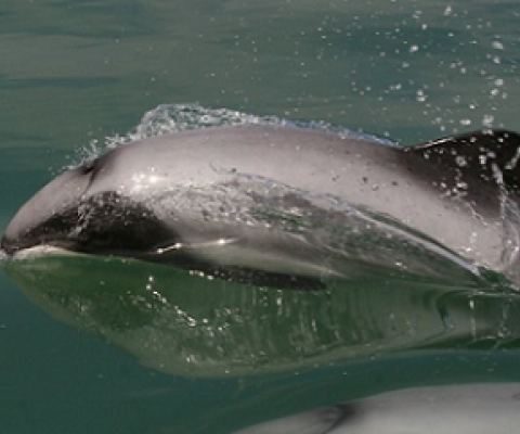 Maui Dolphin