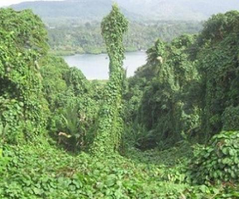 Merremia peltata infestation. 