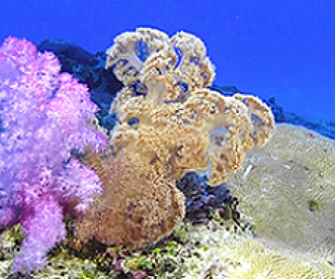 soft corals (Dendronephthya spp.) were photographed at 148 feet in American Samoa.  [photo: Anthony Montgomery, under Creative Commons License]
