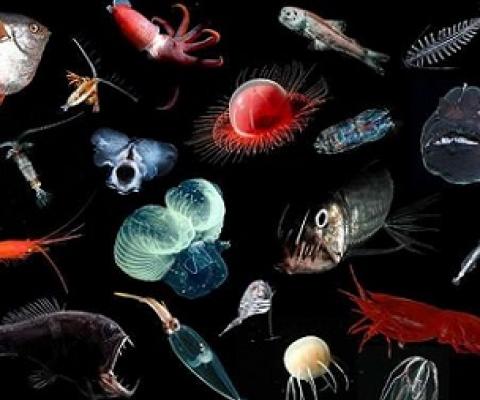 ome of the midwater animals that could be affected by deep-sea mining include squids, fishes, shrimps, copepods, medusae, filter-feeding jellies, and marine worms. Credit: E. Goetze, K. Peijnenburg, D. Perrine, Hawaii Seafood Council (B. Takenaka, J. Kaneko), S. Haddock, J. Drazen, B. Robison, DEEPEND (Danté Fenolio), and MBARI