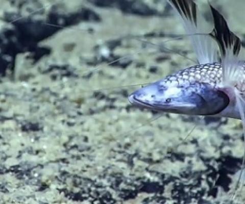 A tripod fish, one of the deep-sea species identified by the study conducted in the waters off the coast of Angola, west Africa. Photograph: NOAA Office of Ocean Exploration and Research/PA
