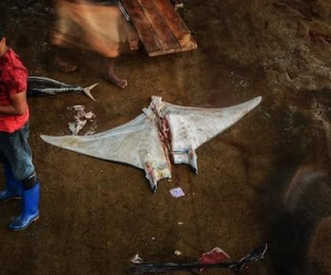 Mobula rays in a Sri Lankan fish market, in 2018. Image © Simon Hilbourne | Manta-Trust.