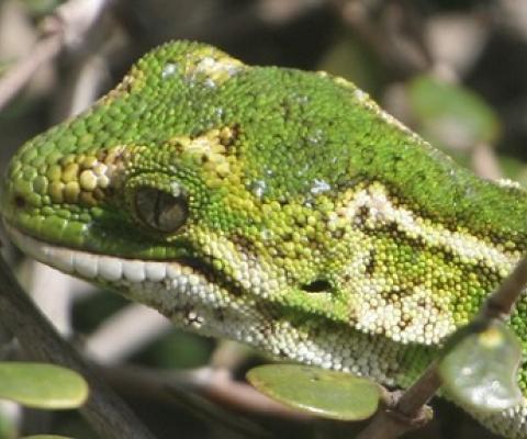 Jewelled gecko (moko kākāriki) Photo: Flickr / Eric de Leeuw / CC BY-NC-ND 2.0