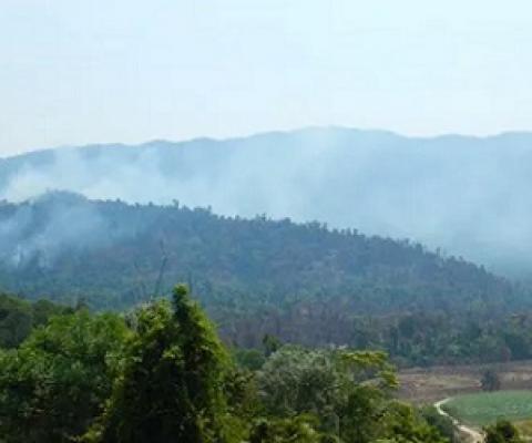 When the rainforest was burning, the first thing we learned was that it can burn,’ says Leslie Shirreffs, chair of the Wet Tropics Management Authority, of the 10-day fire in far north Queensland.