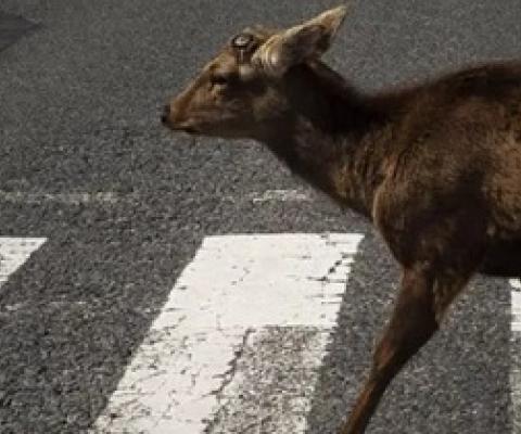 Where the wild things are: how nature might respond as coronavirus keeps humans indoors