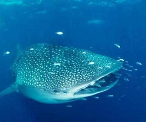 A huge area of the Indian Ocean near Christmas and the Cocos islands is slated for two Australian marine parks, offering protections to sea life, including whale sharks and spawning bluefin tuna. Photograph: Gary Bell/Oceanwide Images