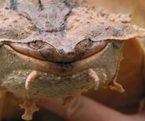 Based on genetic analyses, a second species of mata mata turtle was discovered. Credit: Rune Midtgaard