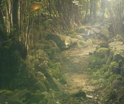 Towards a new generation of vegetation models. Credit: CC0 Public Domain