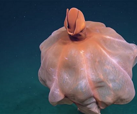 Cirroteuthid octopus in Pacific ocean. Photo Credit: NautilusLive