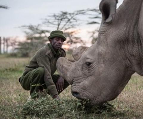 The world’s last male northern white Rhino is one of only five of his species left on Earth.Credit: Nichole Sobecki/The Washington Post/Getty
