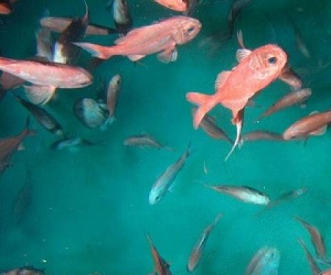 NZ trawlers fishing for orange roughy (pictured) off the Tasmanian coast have sparked ire from Aussies. (File photo)