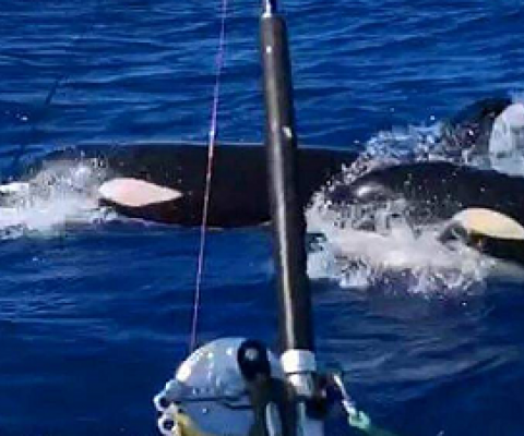Orca swmming off coast of Savaii island, Samoa. Credit - stuff.com