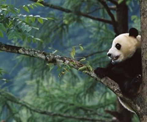 The giant panda (Ailuropoda melanoleuca) was upgraded from endangered to vulnerable in 2016.Credit: Cyril Ruoso/Minden Pictures/National Geographic