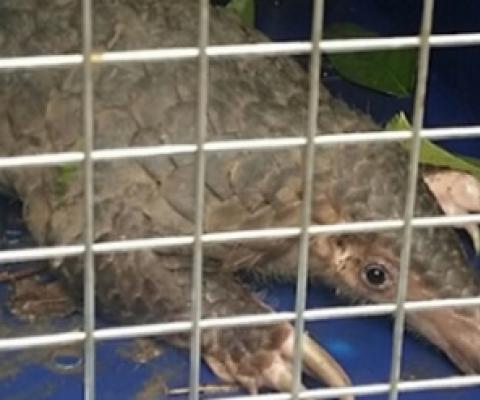 A pangolin. The world's most trafficked mammal, pangolins are among the species suspected of transferring the Covid-19 coronavirus to humans. Image: Robin Hicks/Eco-Business