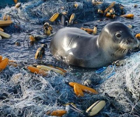 A Hawaiian monk seal rests atop a 11.5-ton “monster” derelict fishing net conglomerate that the team located and successfully removed in 2015. Credit: NOAA Fisheries.