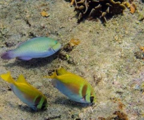 A parrotfish (Scarus rivulatus) and a pair of rabbitfish (Siganus virgatus) dine together on algae in a coral reef in Thailand. Credit: Mike Gil