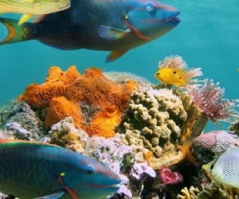 two parrotfish swin near a healthy reef. Photo: Vilaine Crevette via Shutterstock