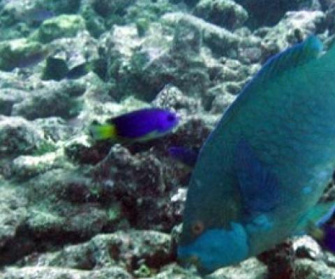 A parrotfish feeding on degraded coral. Credit: Shaun Wilson, Department of Biodiversity, Conservation and Attractions in Australia, and the University of Western Australia