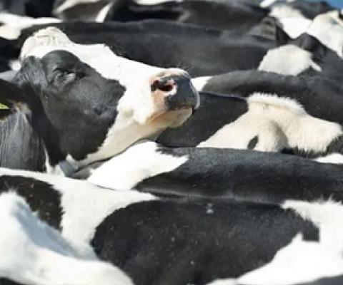 More than 80% of global farmland is used to raise animals, which provide only 18% of calories eaten. Credit - Alamy