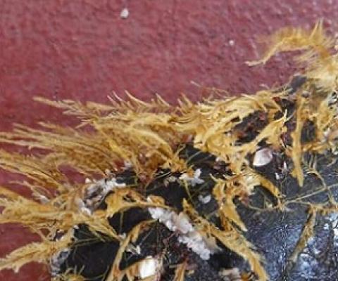 Coastal podded hydroid Aglaophenia pluma, an open-ocean crab (Planes genus) and open-ocean gooseneck barnacles (Lepas genus) colonizing a piece of floating debris. Credit: Smithsonian Institution