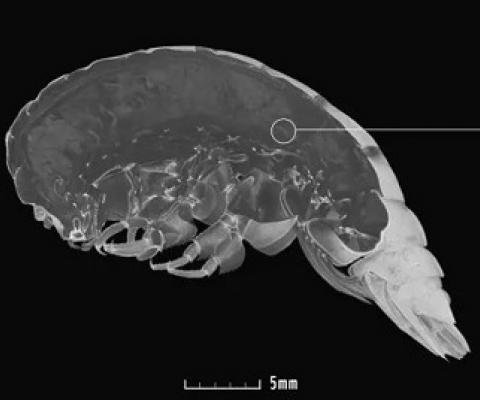Micro-CT scan of Eurythenes plasticus. ALAN JAMIESON/NEWCASTLE UNIVERSITY