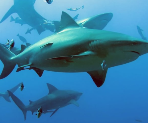 PNG MPA