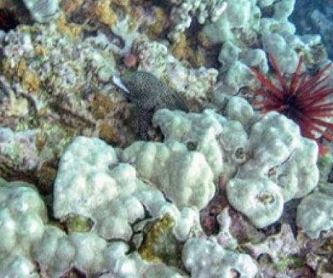 Porites lobata forms the foundation of many coral reefs in Hawaii and throughout the tropical Pacific (location: Olawalu Maui). Credit: Zac Forsman