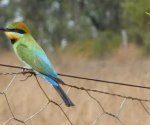 A Rainbow Bee Eater in the Bimblebox Nature Refuge. Farming and conservation groups are asking for extra money to allow extra conservation work on private-run nature refuges in Queensland.CREDIT:COURTESY BIMBLEBOX NATURE REFUGE
