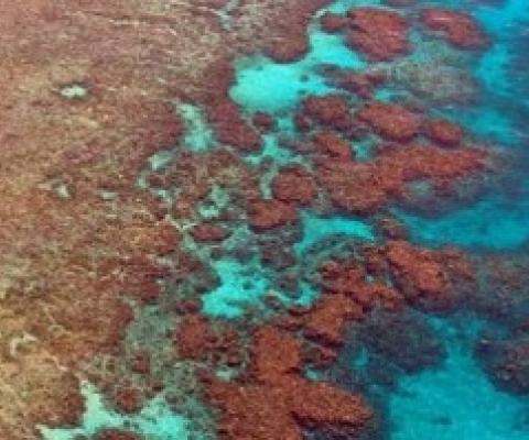Reef sand dissolving quicker than previously thought, study warns. Credit: CC0 Public Domain
