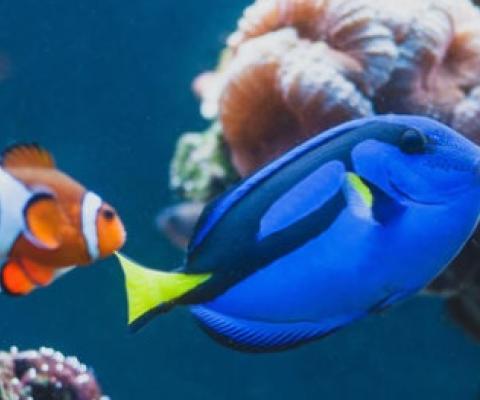 Reef fish of Palau. credit - 123rf