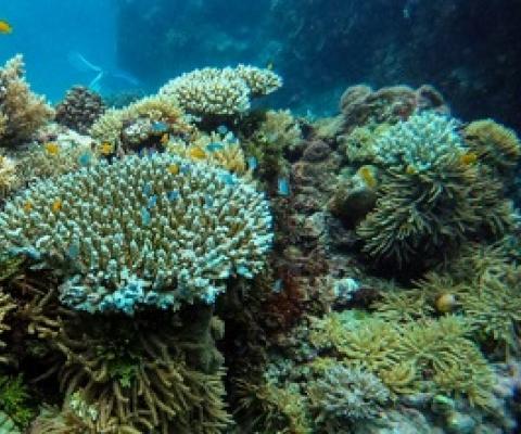Strong cyclones can harm coral reefs as far as 1000km from their paths, according to research