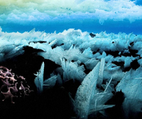 Sea stars huddle together under Antarctic ice. Credit: John B. Weller, www.johnbweller.com; NASA)
