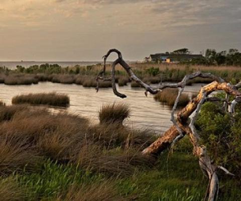 Light dims at sunset over a salt marsh on Currituck Sound in North Carolina. Credit - Spring Images Alamy