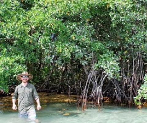 Steve Canty emerging from a cay dominated by red mangroves in Belize. (Loraé Simpson, University of Alabama)