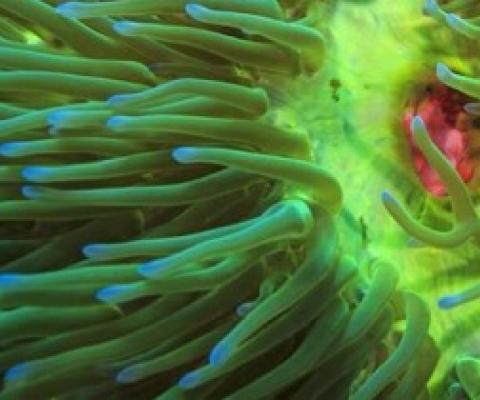 The bright green tentacles of a magnificent sea anemone (Heteractis magnifica) waft in front of its pink mouth, on a coral reef in Papua New Guinea, Pacific Ocean. Credit: Tane Sinclair-Taylor