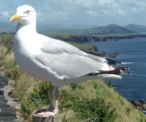 A seabird in Rings of Kerry, Ireland. Credit: Renata Cianciaruso
