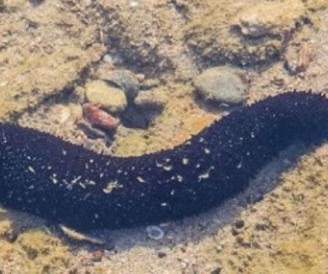sea cucumber. Photo: 123RF