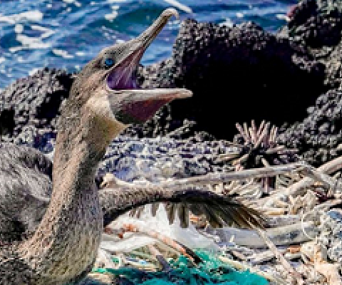 seabird, Galapagos island