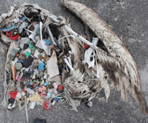Plastics are ingested by animals and passed up the food chain. Photo credit - Sustainable Coastlines Hawai‘i