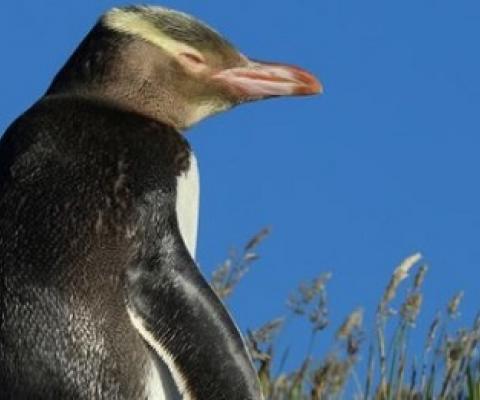 The yellow-eyed penguin is thought to be the rarest penguin in the world, and is under threat. Photo: 123rf.com