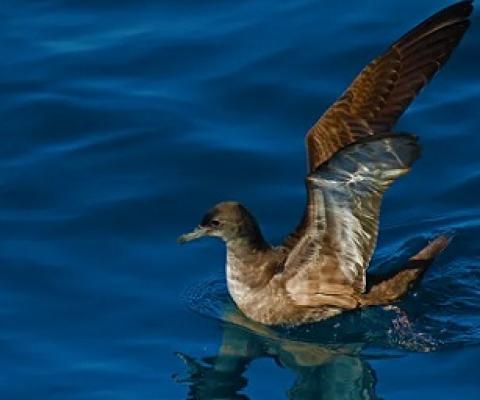 Many sooty shearwaters breed in New Zealand then migrate to the northeast Pacific. Shutterstock