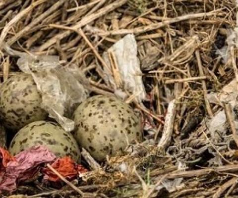 seabird nests.  Credit - University of Glasgow