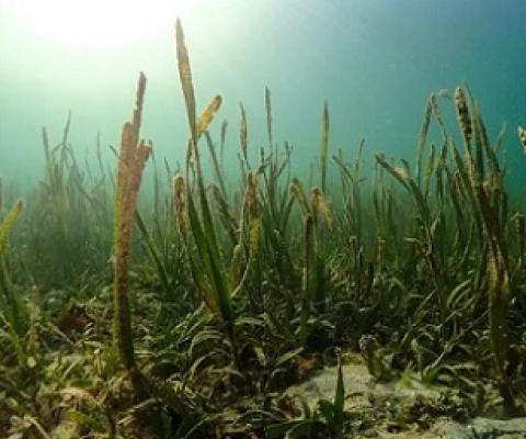 Seagrass ecosystems can reduce pathogens. (Credit: Benjamin Jones/Unsplash)