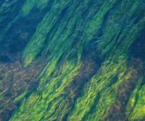 Underwater Algae. Credit: John Mark Arnold