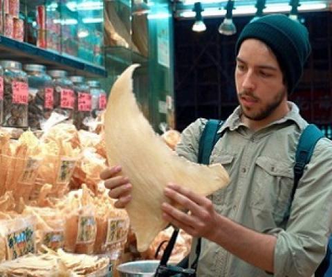 Ali Tabrizi, director of Seaspiracy, observing a shark fin. Credit - Lucy Tabrizi