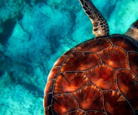 sea turtle. Credit: CC0 Public Domain