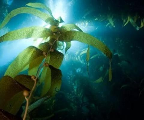 Sunlight streaming through a forest of giant kelp off Catalina Island in California. Credit: David Fleetham Getty Images